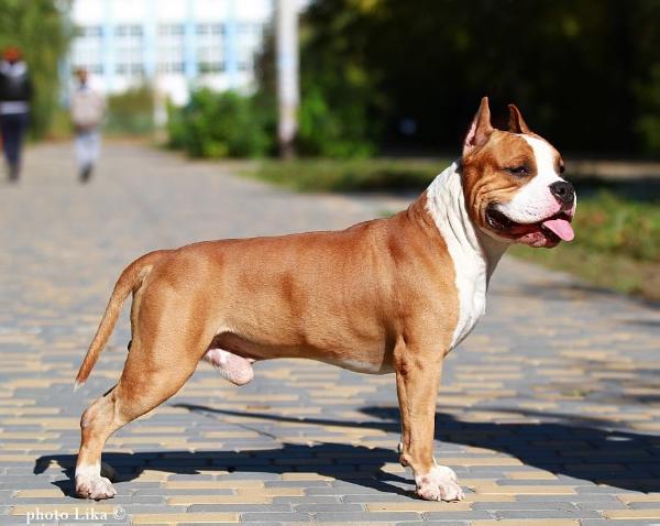 Multi CH - CH RUS, CH RKF Orlando Best King of Ring's