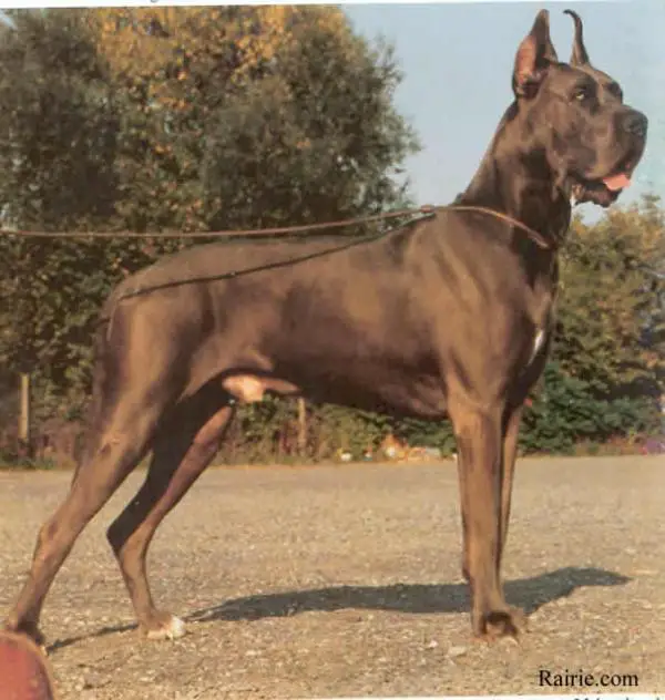 Zisko Von Der Burghalde