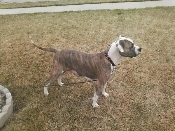 Schmidthuber's Akasha of Tank kennel