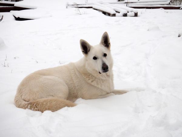 Rossmel Illona Sneznaya Koroleva