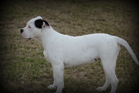 South'n Terr Sweet Thang
