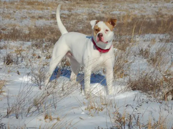 Reeves' Lil' Miss Artemis of Horsley