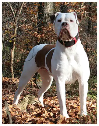 Shetan Bulls Red Buffy