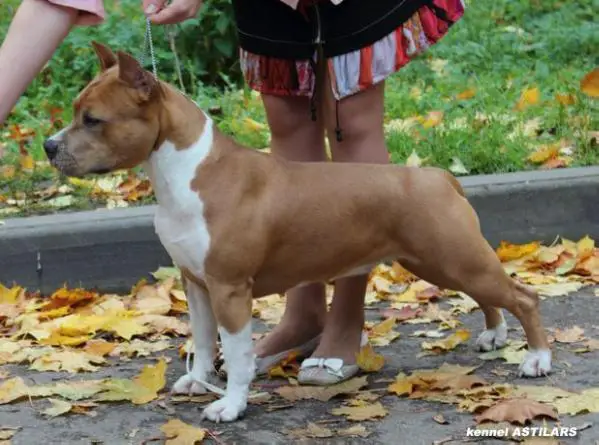 JCH RUS Astilars Chelitta Severnaya Venice