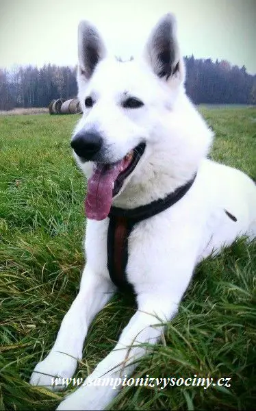 Altair Bohemia Star Moraveč