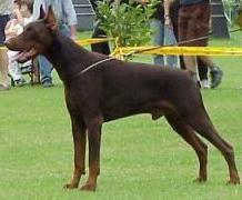 Balou vom Residenzschloss