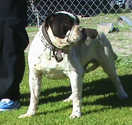 CRK's HOLY BULL "Diablo"