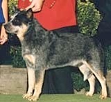 CH (AKC) Heelerhill W.F. Cody