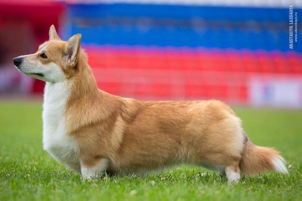 JCH RUS, CH RUS, CH RKF, CH BY Aethwy Dzhussi Frut