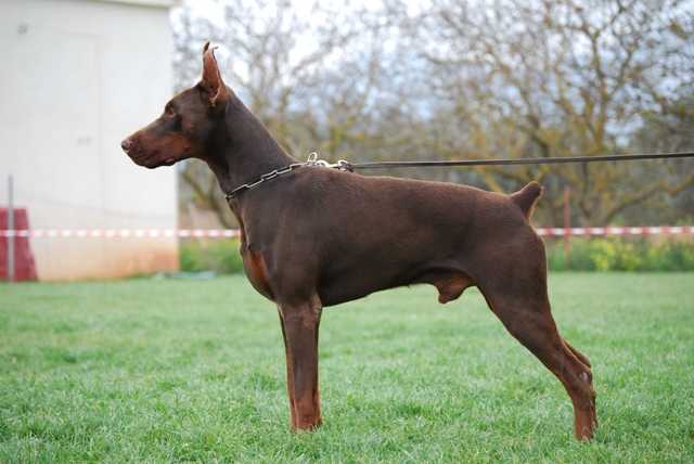 DVGrSiegerSchau 2010 Best Male, 4 CAC 2 CACIB 2 BOB pride of russia krez