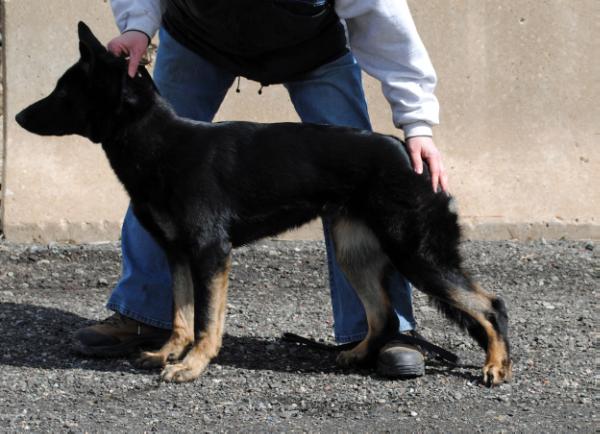 Brie vom Noble Craft