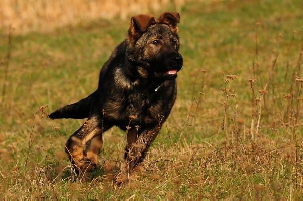 Iscoh von der Hagenmühle