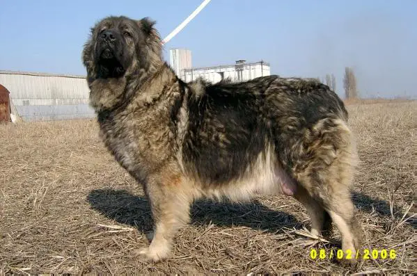 Fanta De Valeni