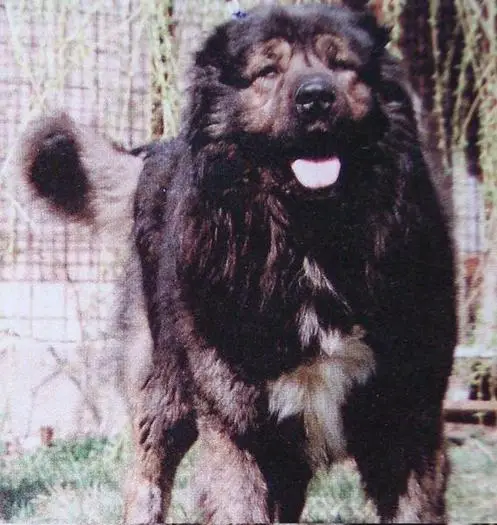 CHAMPION OF HUNGARY Bahcsi Szerat Arkan