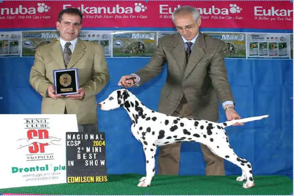 BR. GCH INTER. CH Louise of the Ebony Spots
