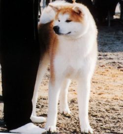 Daisuke Go Hanawa Kisaragi