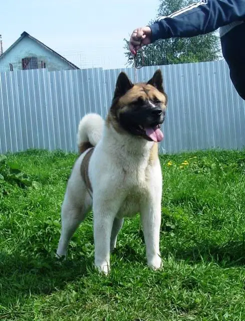 RUS/RKF CH, RUS JCH After The Night Kiss Of Love