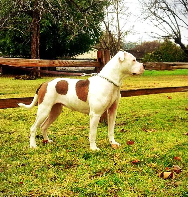 Vrouwenfelder's Ulani