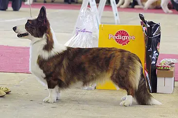 JCHR,JCC,CHR Newcard`s Saint Lucy