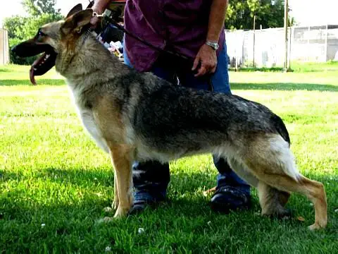 Raebark's Jaw Gnasher