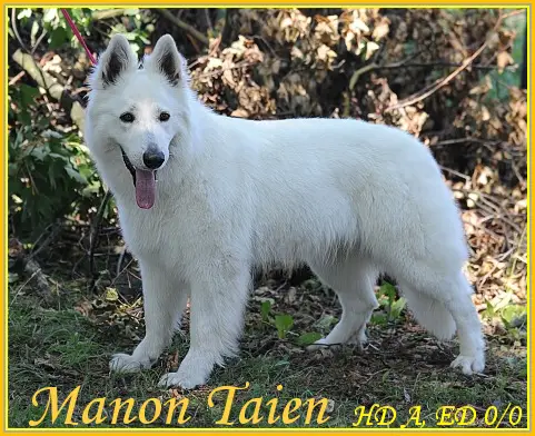 Manon Taien