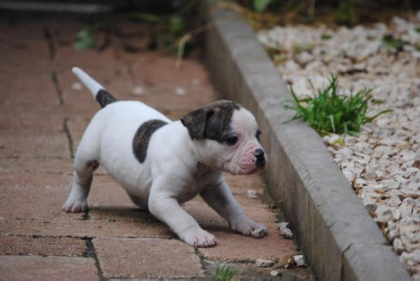 MBK's Cleo of Comito