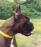 Urka dei Cavalieri del Monferrato