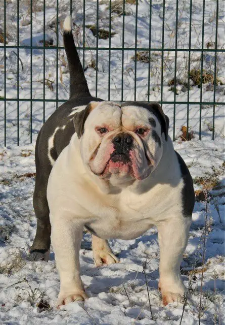 Bullforce Scarface