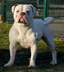 Bullforce Libra