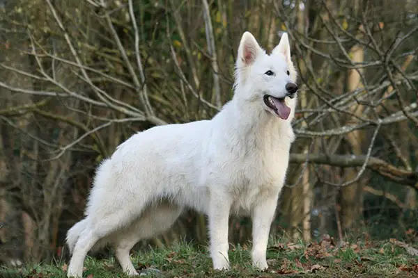 Gnà legend of the white shepherd