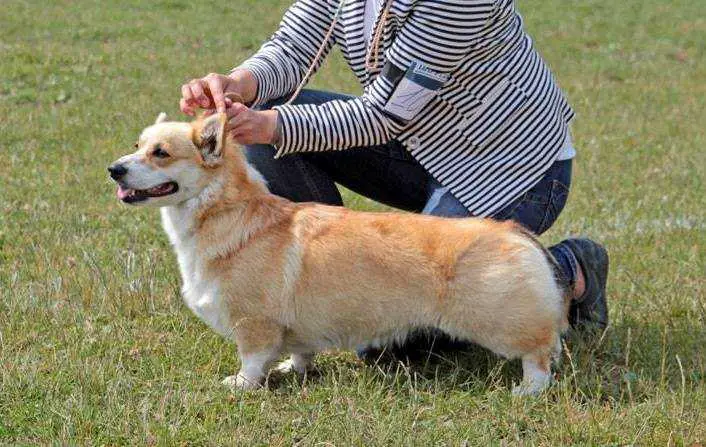 JCHRUS,CHRUS,JCHBLR Vevladi Beatriche n/b