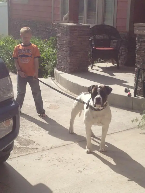 Chappell's Big Marley of Behrens Pedro