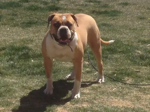 Chappell's Mighty Miley @ Walkers American Bulldogs