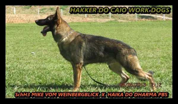 Hakker do Caio work dog's