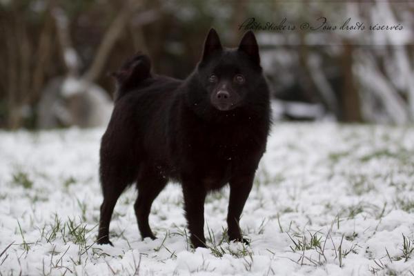 raste li schipperke velika