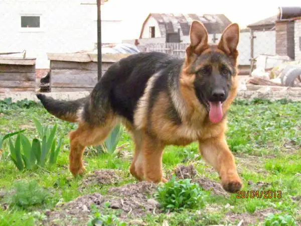 Rema hause grand braster