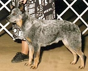 CH Sageroo Cotton Jenny