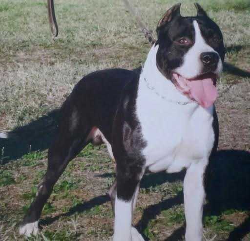 Eashqyelle golden di Campovalano