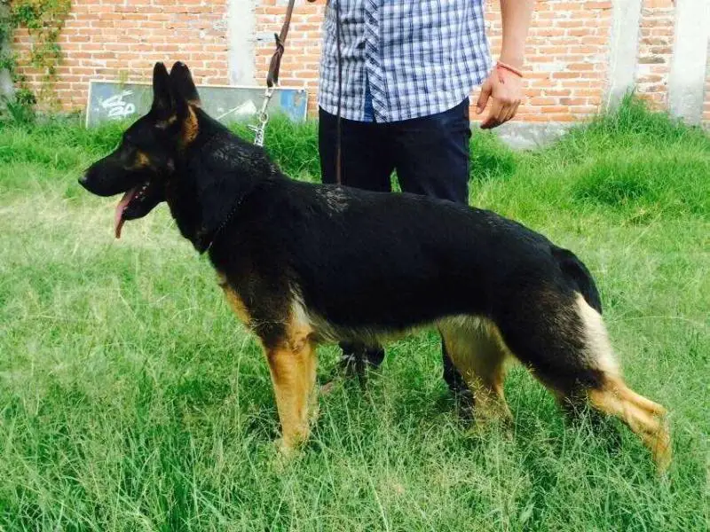 G Terra (Padilla)  (2012)