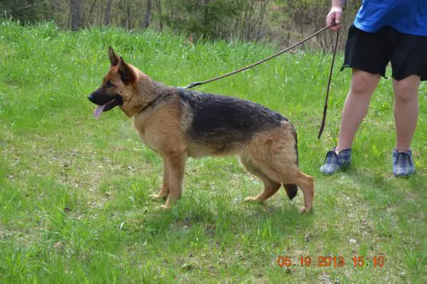 Platinumshepherd Tara