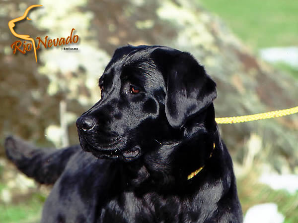 Jaynecourt Presenting a Star