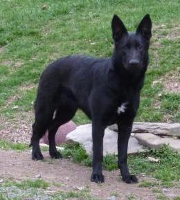 Vom Haus Schutz K9 Zoey