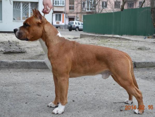 Captain Jack Sparrow Art of Staff