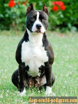 pacific blue sky v'zelzate