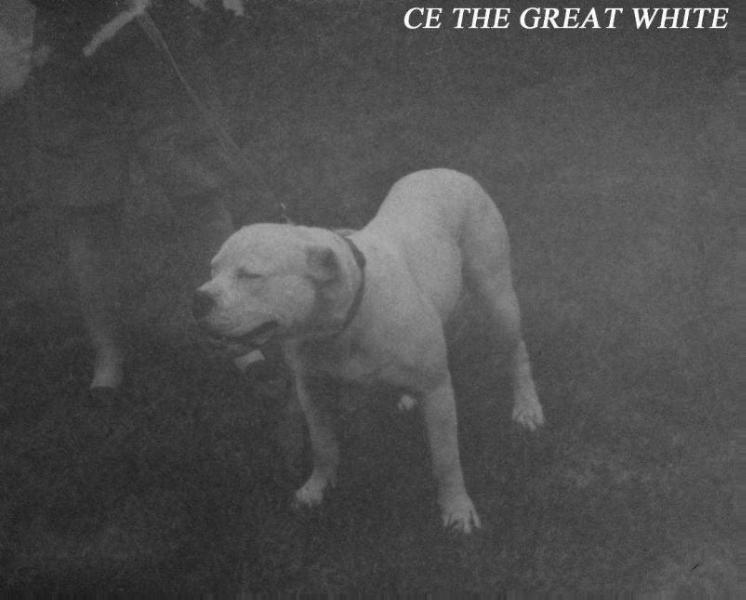 C E the GREAT WHITE