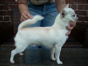 HELENA'S BAND SMART GUY