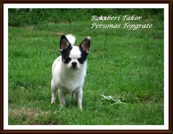 ROKSBERI TAKOR Peronans Topgrate