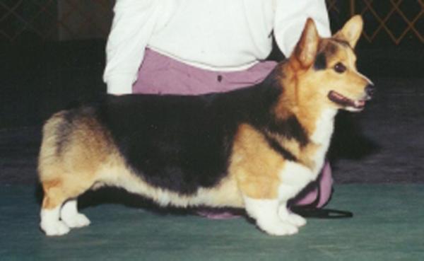 AKC CH Busy B's Megan's Flags A Flying