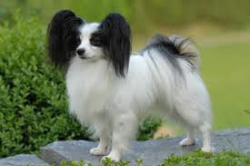 QUEEN BLESS JP OLYMPIC WINNER