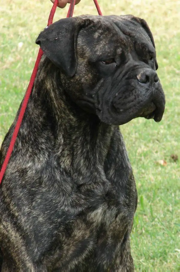 Russell china brindle